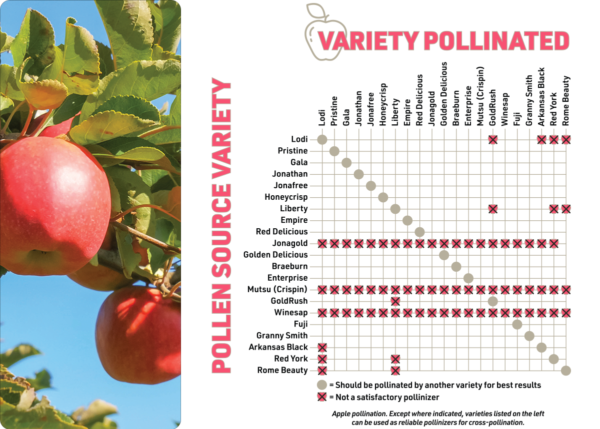 Backyard Fruit Trees for Intermountain West Growers Helping to Grow